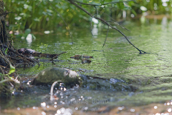 080704_4thofJuly_127