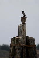 Pelican