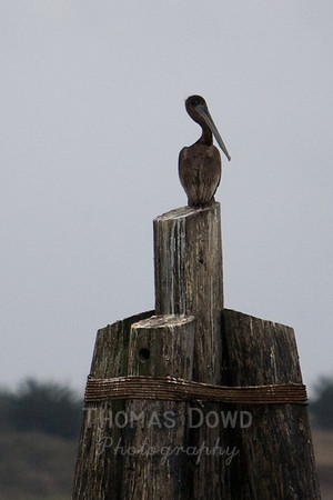 Pelican
