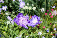 Annie's Annuals