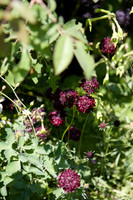 Annie's Annuals