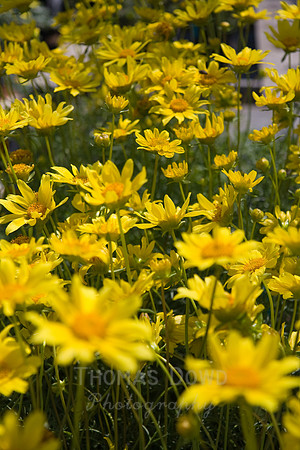 Annie's Annuals