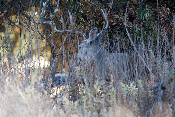 081011_POTN_CA_6_015