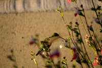 080809_POTN_143
