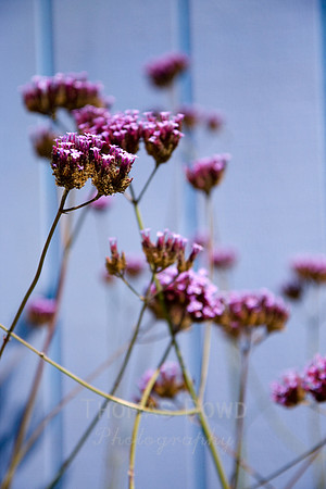 Annie's Annuals