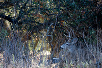 081011_POTN_CA_6_014