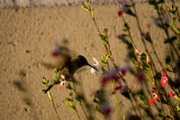 080809_POTN_145