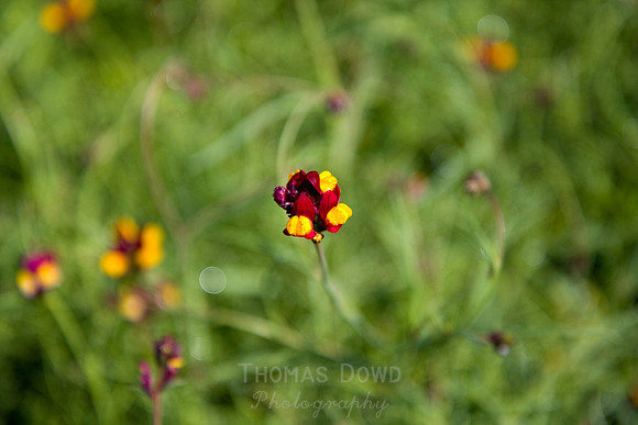 Annie's Annuals