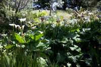 090425_POTN_294