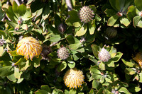 090425_POTN_308