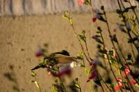 080809_POTN_144