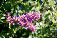 Annie's Annuals