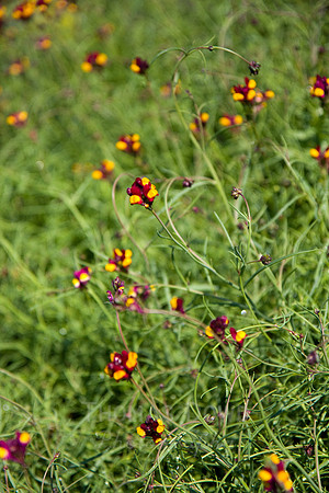 Annie's Annuals