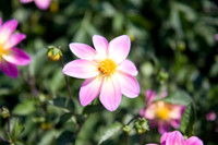 Annie's Annuals