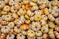 101017_PumpkinPatch_0052