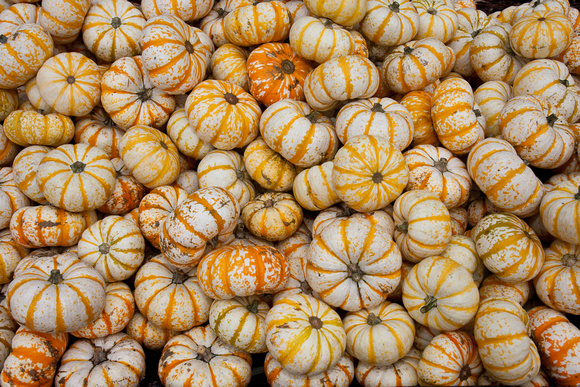 101017_PumpkinPatch_0052