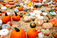 101017_PumpkinPatch_0020