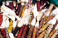101017_PumpkinPatch_0060