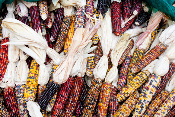 101017_PumpkinPatch_0060
