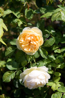 Annie's Annuals