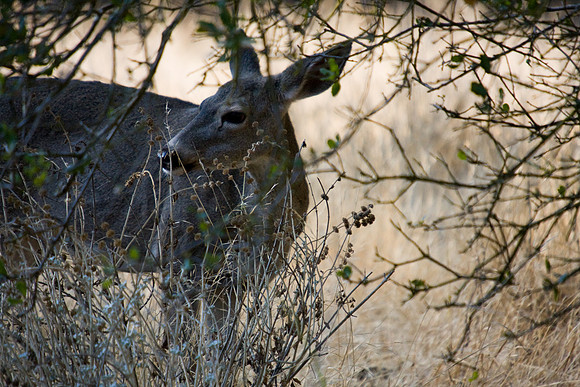 081011_POTN_CA_6_020