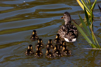 Stow Lake
