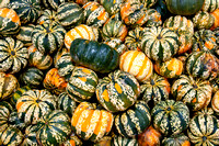 101017_PumpkinPatch_0053