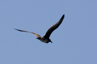080809_POTN_039