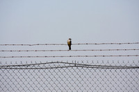 090418_Beal_033