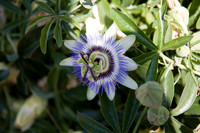 Annie's Annuals