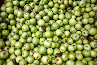 Apples