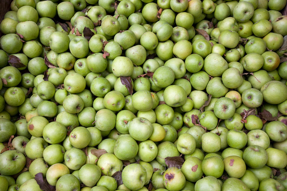 Apples