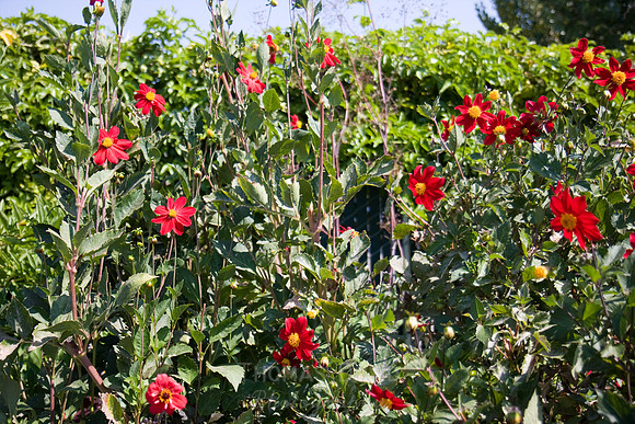 Annie's Annuals