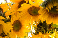 081004_Cline_006