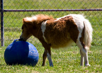 080808_POTN_022
