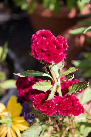 Annie's Annuals
