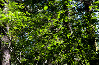 080704_4thofJuly_304