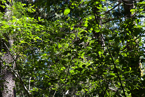 080704_4thofJuly_304