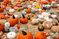 101017_PumpkinPatch_0021