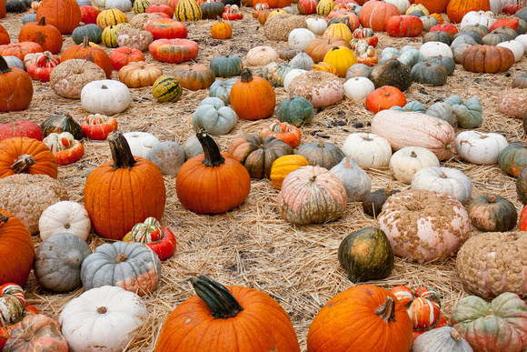 101017_PumpkinPatch_0021
