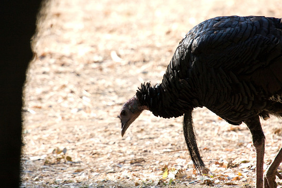 081011_POTN_CA_6_005