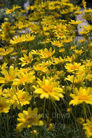 Annie's Annuals
