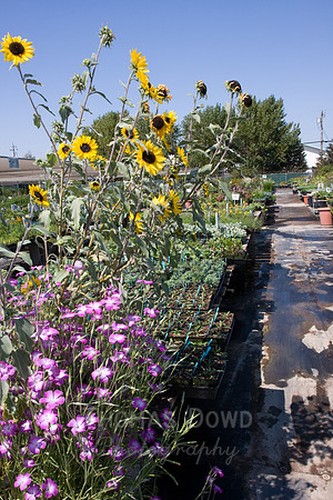 Annie's Annuals