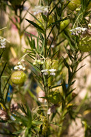 Annie's Annuals