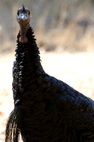 081011_POTN_CA_6_006
