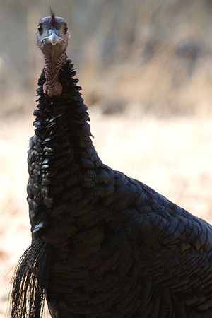 081011_POTN_CA_6_006