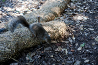 090425_POTN_293
