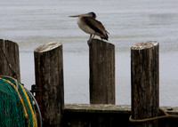 Pelican