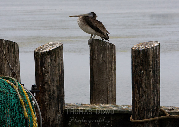 Pelican