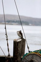 Pelican
